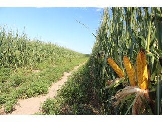 Tract 4 - Edwards County, KS farmland - LAND AUCTION - 647+/- ACRES OFFERED IN 4 TRACTS IN RENO & EDWARDS COUNTY, KANSAS